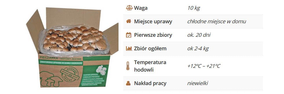 Pieczarka brązowa grzybnia