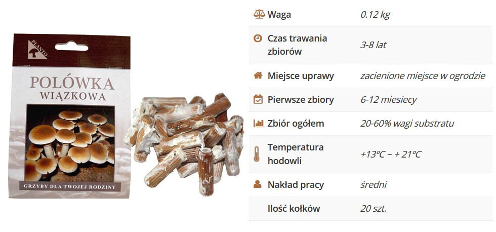 Polówka wiązkowa grzybnia