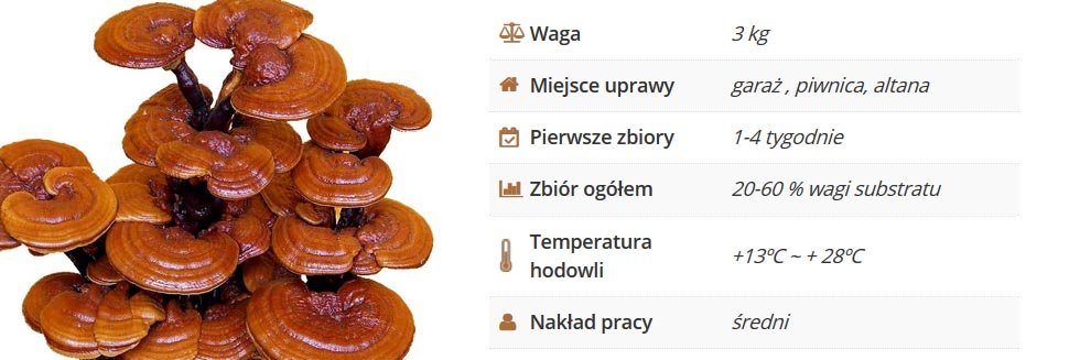 Reishi grzybnia kostka