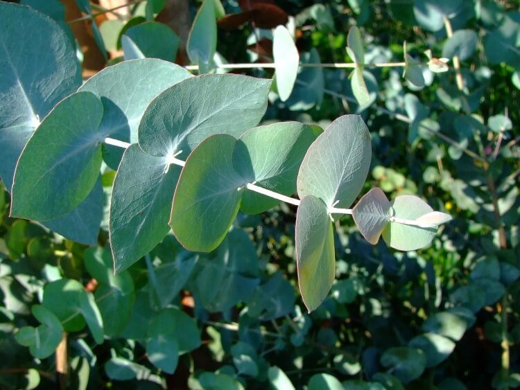 eukaliptus nienieski