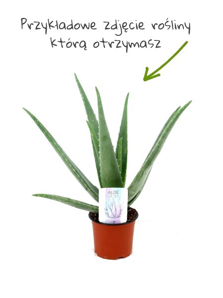 Aloes leczniczy roślina domowa