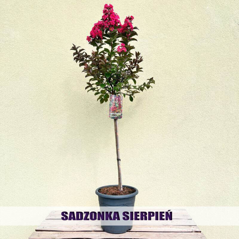 sadzonka Lagerstroemia na pniuCOLOR MAGIC