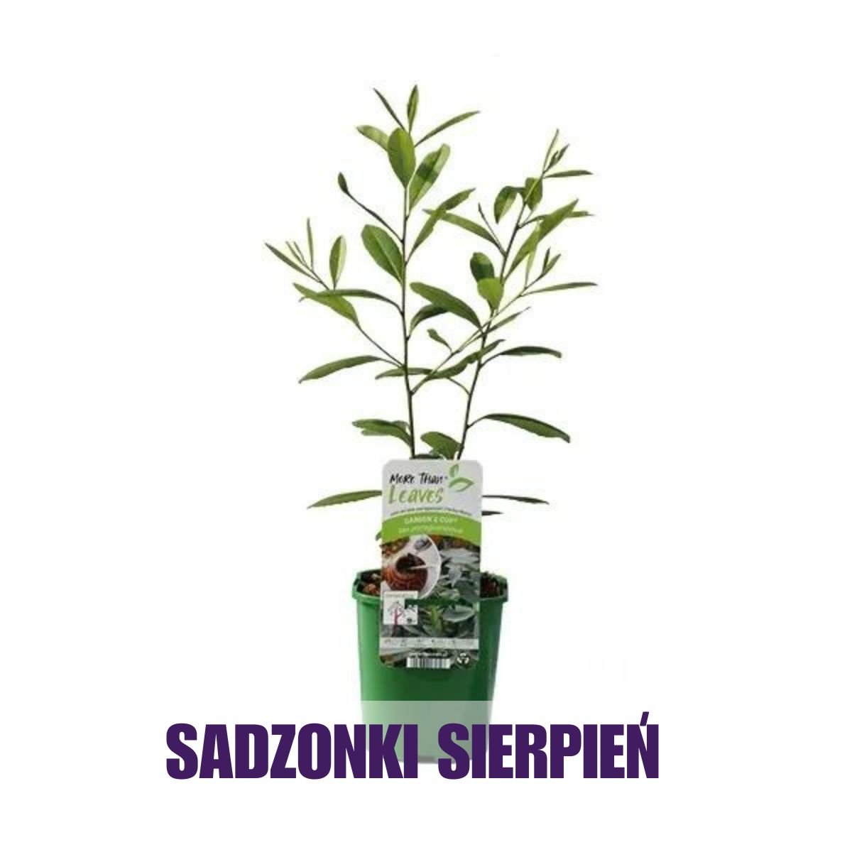 sadzonka