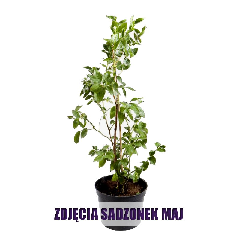 Borówka 4letnia