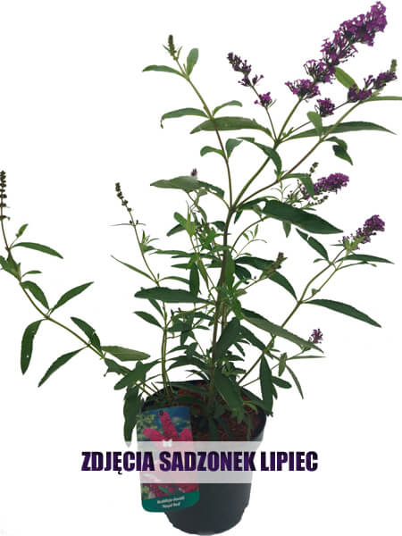 sadzonki Budleji Royal Red