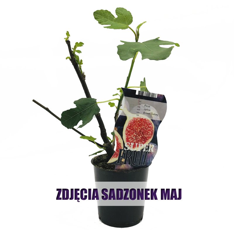 Figowiec sadzonka