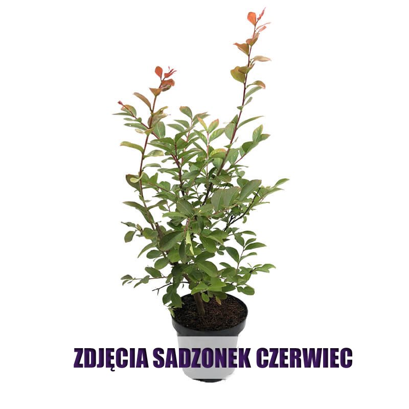 Lagerstroemia Petite Orchid Sadzonka