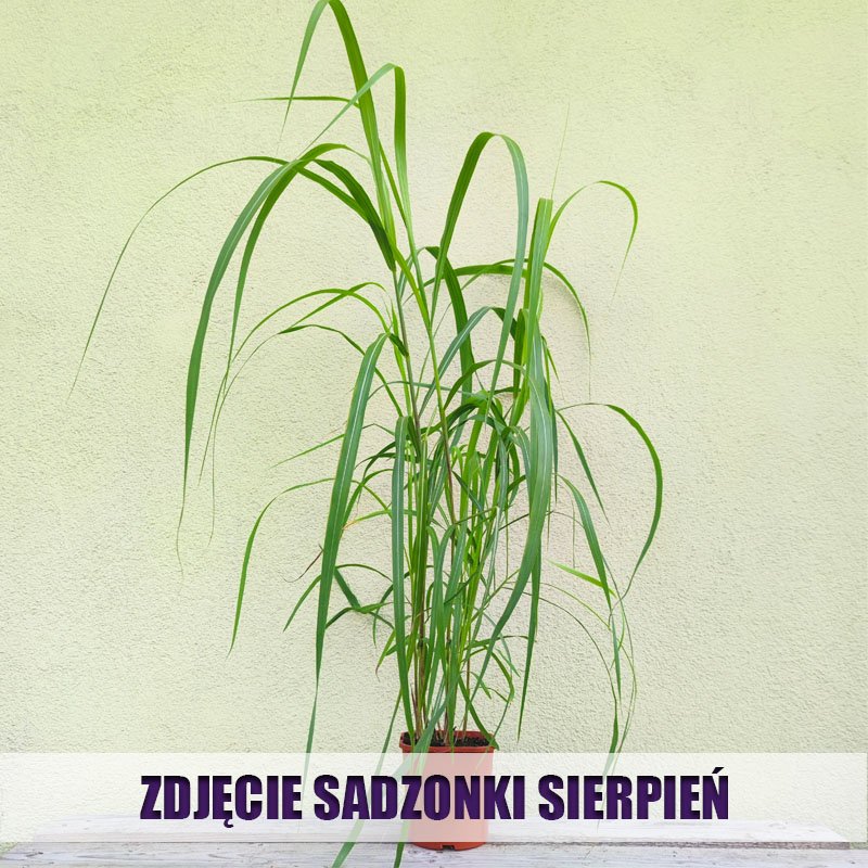 trawa ozdobna miskant memory sadzonka