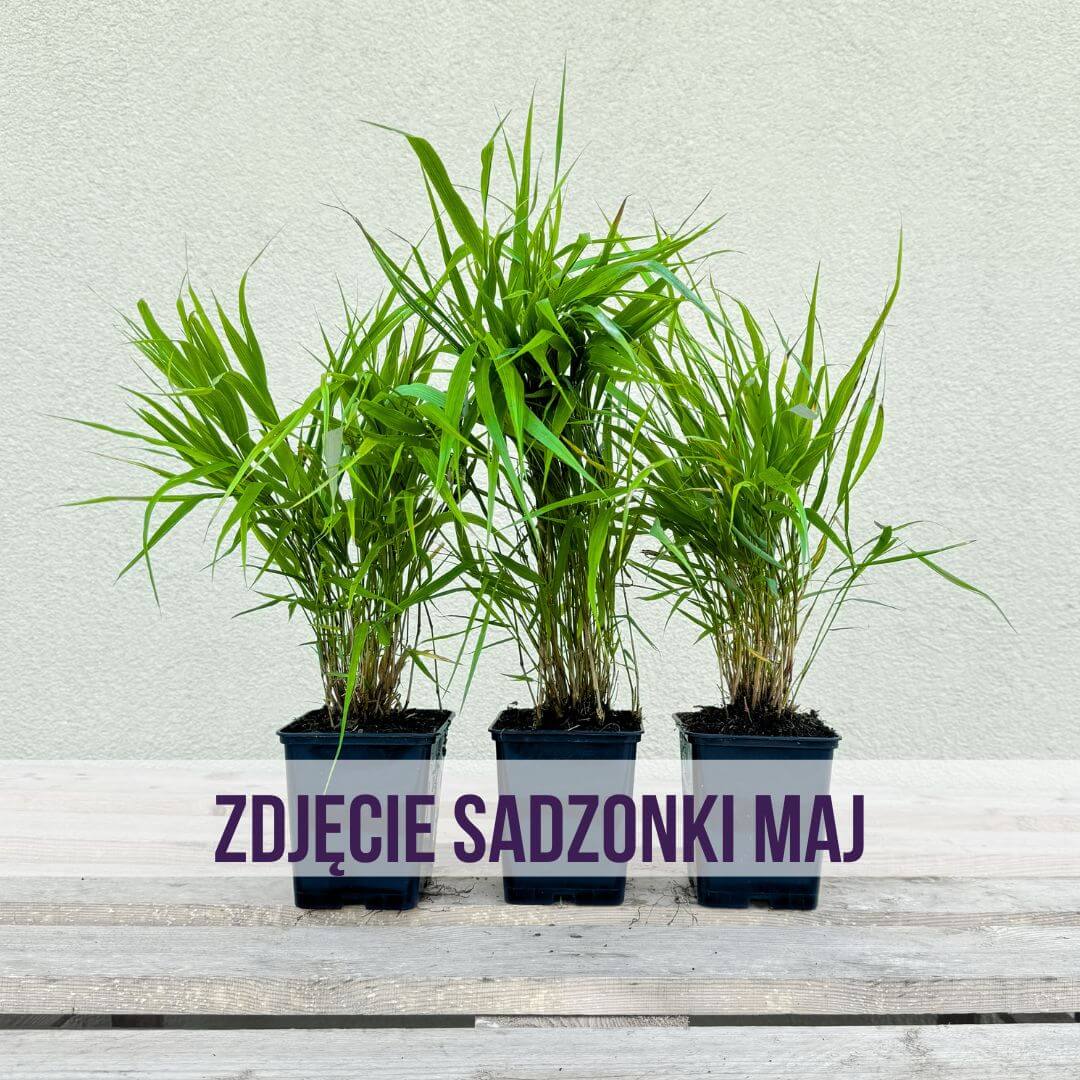 sadzonki hakonechloa