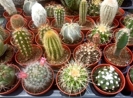 Kaktusy Mix 5 odmian roślina domowa