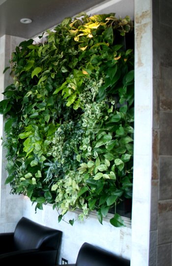 zielona ściana oczyszająca powietrze