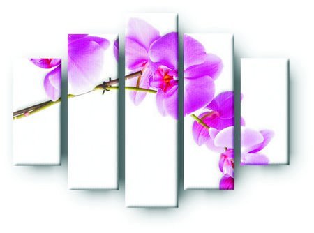 Obraz orchidea