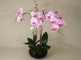 Orchidea w doniczce sklep
