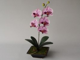 Orchidea w doniczce sklep internetowy