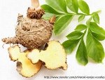 Konjac – cóż to za „Dziwidło” Konjac – cóż to za „Dziwidło”