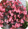Begonia Dragon różowa 6 sztuk - Begonia