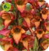Naparstnica Illumination Flame 6 sztuk - WIEJSKI OGRÓD
