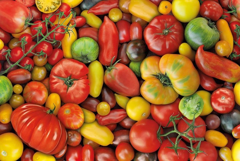 Puzzle Pomidory 1000el. Piatnik