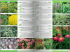 KATALOG BYLIN II Kwiaty, trawy i paprocie