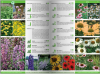 KATALOG BYLIN II Kwiaty, trawy i paprocie