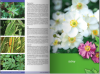 KATALOG BYLIN II Kwiaty, trawy i paprocie