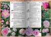 Katalog róż 